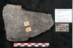 Foto (Objekt + Etikett) von Neuropteris sp.  (NHMW-GEO-2024-0188-10684)